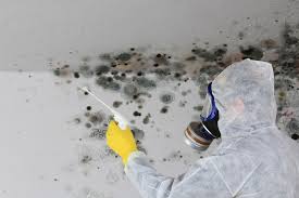  , USA Mold Removal Services Pros